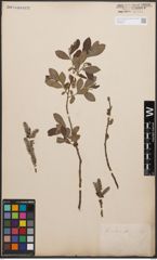 Foto von Salix cinerea L.